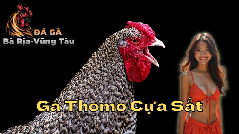 Gà Thomo Cựa Sắt – Bí Quyết Để Thắng