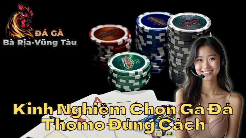 Kinh Nghiệm Chọn Gà Đá Thomo Đúng Cách