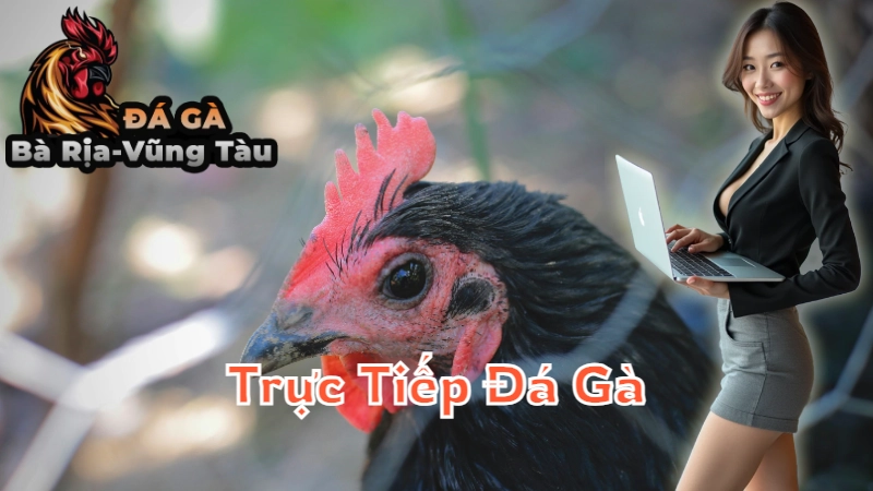 Trực Tiếp Đá Gà Thomo: Những Trận Kinh Điển